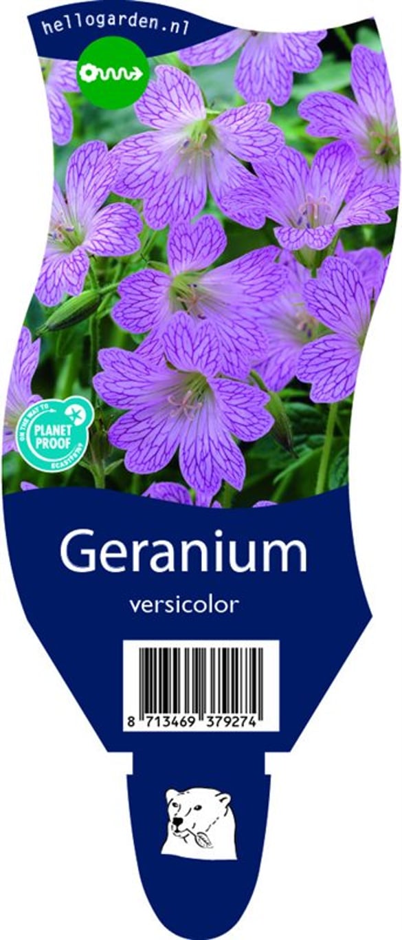 Geranium versicolor - P11